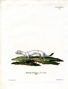 Armiño