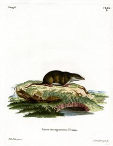 Musaraña Euroasiática