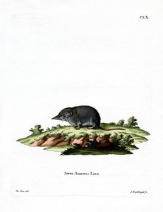 Musaraña Euroasiática de German School