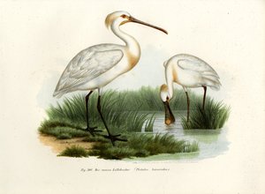 Espátula común, 1864