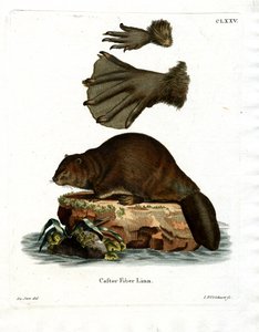 Castor Europeo