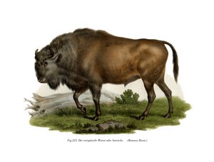 Bisonte europeo, 1860 de German School