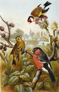 Jilguero Europeo, Bulbul Verde Icterino y Camachuelo Eurasiático, lámina de "Brehms Tierleben: Allgemeine Kunde des Tierreichs", vol.4, p.57, publicado por Bibliographisches Institut de German School
