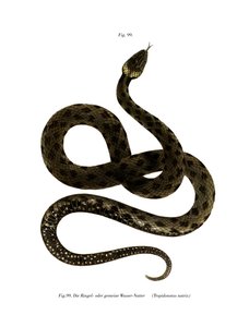 Serpiente de hierba europea de German School
