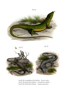 Lagarto verde europeo
