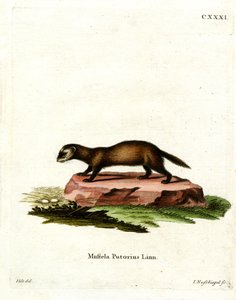 Turón europeo de German School