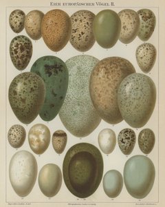 Huevos de aves europeas de German School
