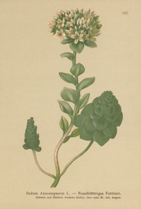 Sedum perenne (Sedum Anacampseros, Hylotelephium anacampseros) de German School