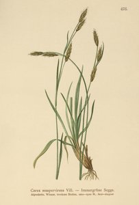 Juncia Perenne (Carex sempervirens) de German School