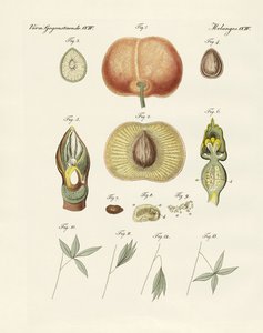 Evolución y reproducción de plantas y sueño de las hojas de German School