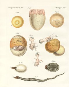 Evolución de gallinas, palomas y serpientes a partir de huevos de German School
