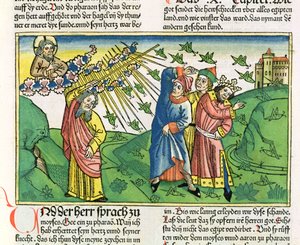 Éxodo 10:1-20 Las siete plagas de Egipto: la plaga de langostas, de la Biblia de Núremberg (Biblia Sacra Germanaica) de German School