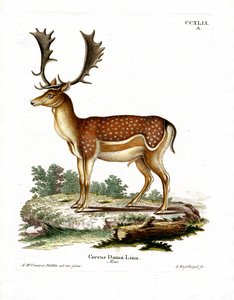 Gamo de German School