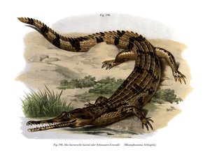 Falso gavial