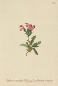 Pedicularis de hojas de helecho (Pedicularis asplenifolia)