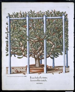 Ficus Indica Eystten de Hortus Eystettensis por Basil Besler (1561-1629) publicado en 1613 de German School