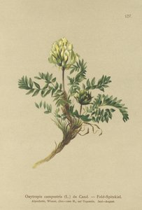 Oxytropis de campo (Oxytropis campestris) de German School