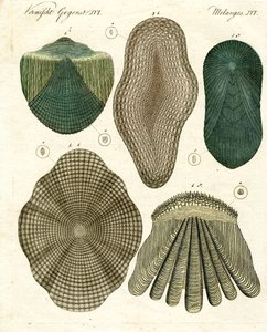 Escamas de peces