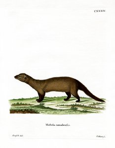 Pekán