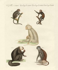 Cinco tipos de monos de German School