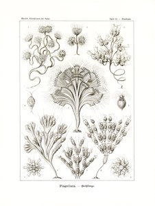 Flagellata, 1899-1904 de German School