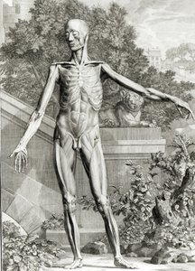 Cuerpo desollado, de Tablas del esqueleto y músculos del cuerpo humano por Bernard Siegfried Albinus (1697-1770) 1747 de German School
