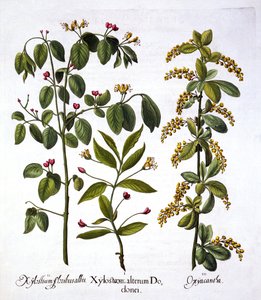 Madreselva voladora y espino, de Hortus Eystettensis, por Basil Besler, pub. 1613 de German School