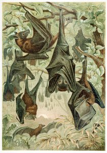 Zorros voladores, de Brehms Tierleben, pub. 1860