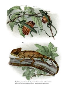 Lagarto volador de German School