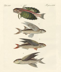 Peces voladores de German School