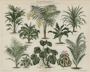 Plantas de follaje de German School