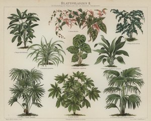 Plantas de follaje de German School