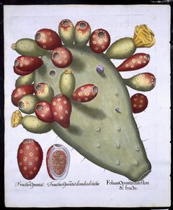 Folium Opuntia de Hortus Eystettensis por Basil Besler (1561-1629) publicado en 1613 de German School