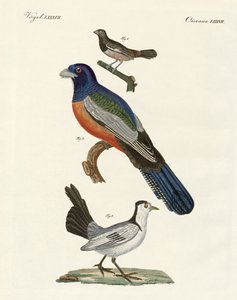 Aves extranjeras