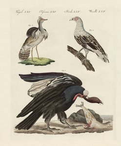 Aves extranjeras de German School
