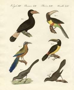 Aves extranjeras de German School