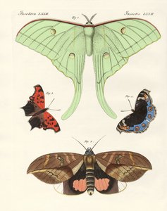 Mariposas extranjeras (grabado coloreado)