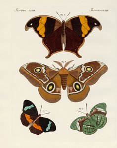 Mariposas extranjeras de German School