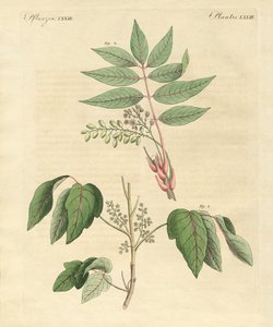 Plantas venenosas extranjeras de German School