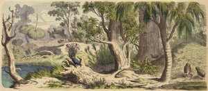 Bosque en Nueva Holanda (Australia) de German School