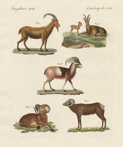 Animales cuadrúpedos de German School