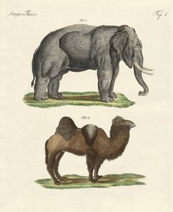 Animales cuadrúpedos de German School