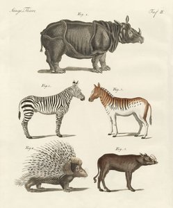 Animales de cuatro patas de German School