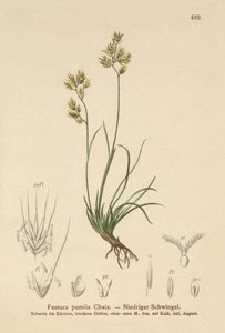 Festuca pumila, Festuca quadriflora de German School