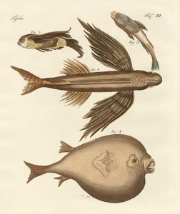 Cuatro peces maravillosos de German School