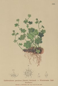 Saxífraga frágil (Zahlbrucknera paradoxa, Saxifraga paradoxa) de German School