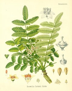 Incienso, ilustración de Plantas Medicinales de Koehler, publicada en 1887
