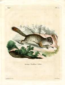 Ardilla Terrestre de Franklin de German School