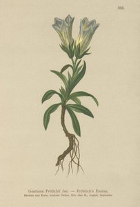 Genciana de Froelich (Gentiana Froelichii) de German School