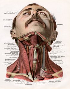 Vista frontal de los músculos y glándulas del cuello humano de German School